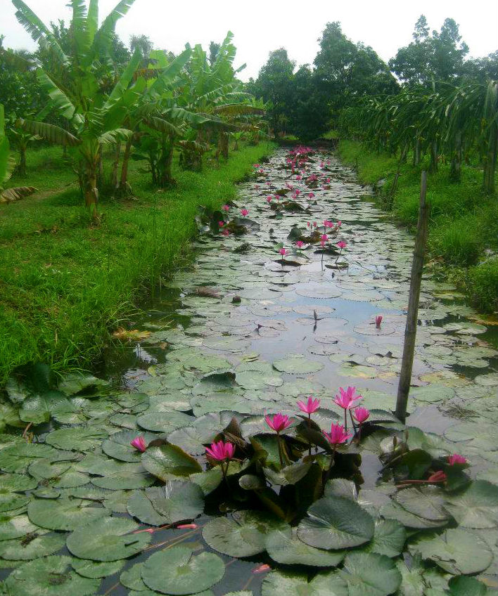 lilypads
