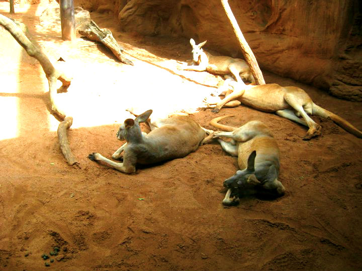 kangaroos