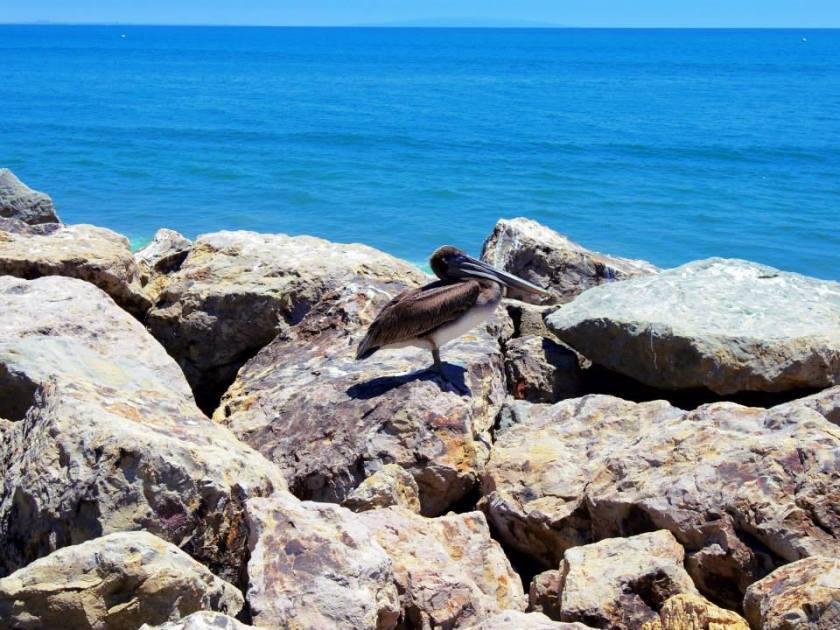 1005674_10151788970194976_1222614418_n