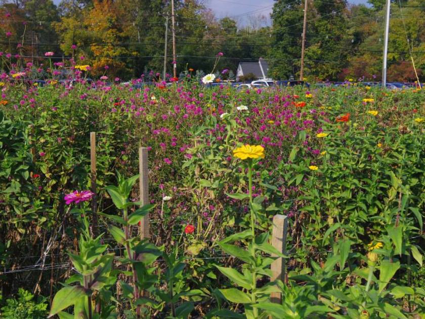 1379627_10151927062789976_1675047852_n