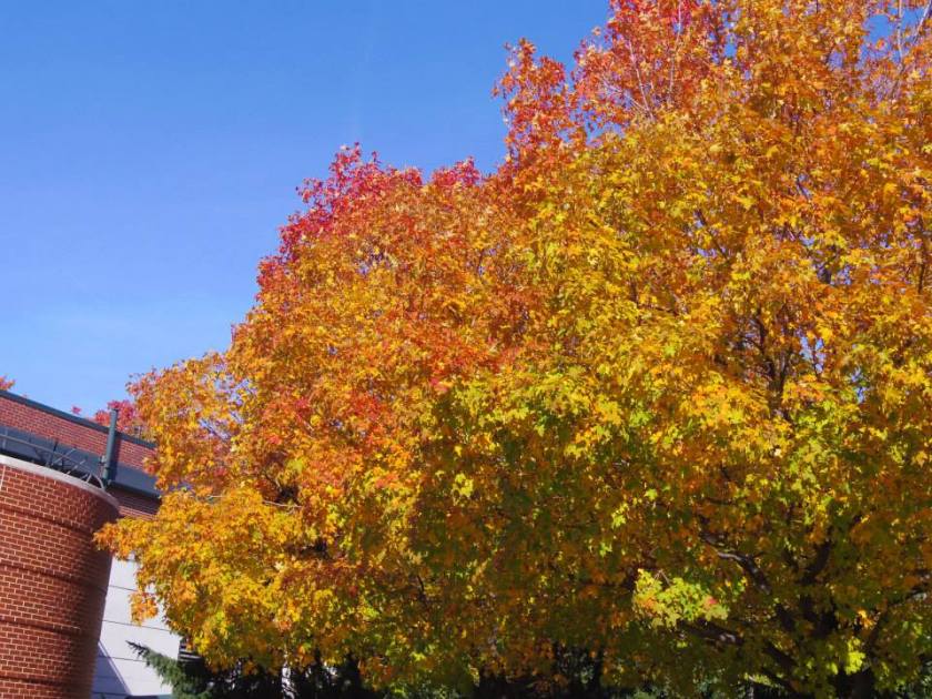 1424405_10151983401854976_660689148_n