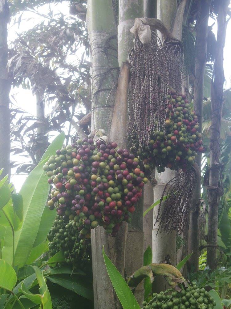 12697171_10153845120744976_5202332529136966002_o