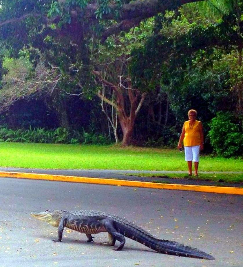 1800196_10152266675399976_536934404_n