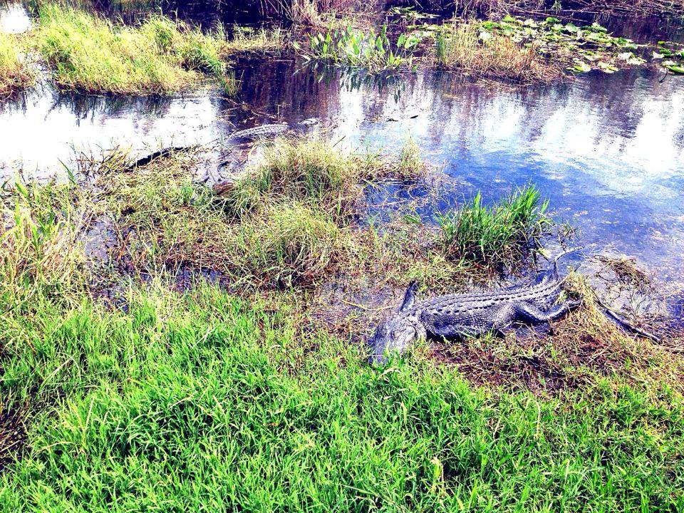 1798401_10152266676839976_385533635_n