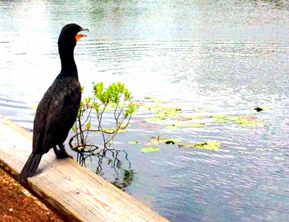 1966956_10152266676029976_1554499248_n